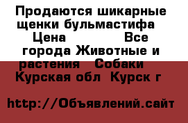 Продаются шикарные щенки бульмастифа › Цена ­ 45 000 - Все города Животные и растения » Собаки   . Курская обл.,Курск г.